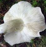 Schwarzfaseriger Ritterling, Foto 39