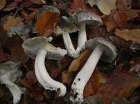 Schwarzfaseriger Ritterling, Foto 43