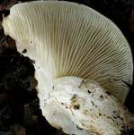 Schwarzfleckiger Schmierschirmling, Foto 12