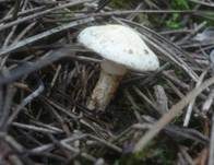 Schwarzfleckiger Schmierschirmling, Foto 14