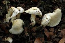 Schwarzfleckiger Schmierschirmling, Foto 11