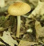 Schwarzflockiger Dachpilz, Foto 14