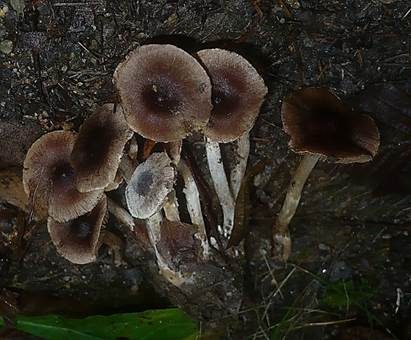 Schwarzgebuckelter Wasserkopf, Foto 4