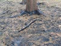Schwarzgesäumter Brandstellenbecherling, Foto 13