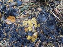 Schwarzgesäumter Brandstellenbecherling, Foto 17