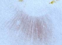 Schwarzgrüner Klumpfuß, Foto 12
