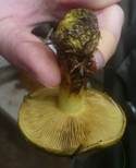 Schwarzgrüner Klumpfuß, Foto 20