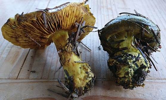 Schwarzgrüner Klumpfuß, Foto 4