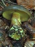 Schwarzgrüner Klumpfuß, Foto 23