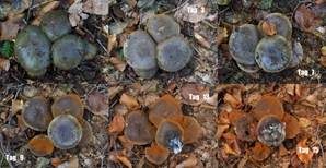 Schwarzgrüner Klumpfuß, Foto 24