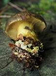 Schwarzgrüner Klumpfuß, Foto 5