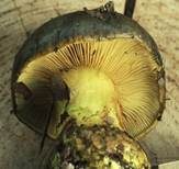 Schwarzgrüner Klumpfuß, Foto 9