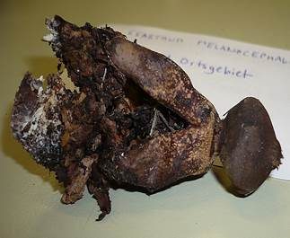 Schwarzköpfiger Erdstern, Foto 6