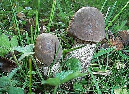 Schwärzlicher Birkenpilz, Foto 2