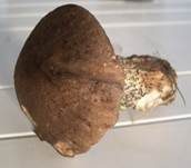 Schwärzlicher Birkenpilz, Foto 5
