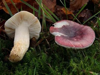Schwarzroter Speitäubling, Foto 2