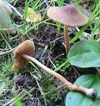 Schwarzscheibiges Samthäubchen, Foto 7