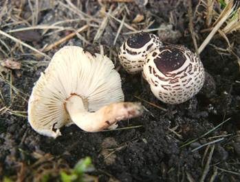 Schwarzschuppiger Schirmling, Foto 3