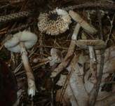 Schwarzschuppiger Schirmling, Foto 6