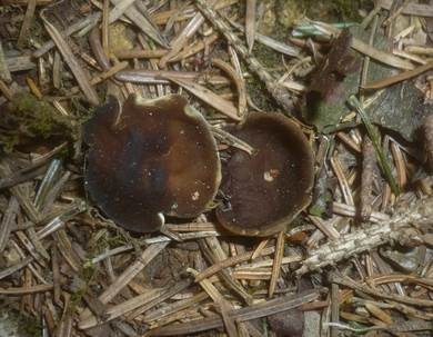 Schwarzweiße Scheibenlorchel, Foto 2