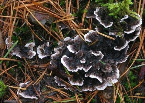 Schwarzweißer Duftstacheling, Foto 4