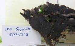 Schwarzweißer Duftstacheling, Foto 9