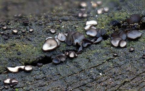 Schwarzweißes Weichbecherchen, Foto 2