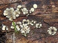 Schwarzweißes Weichbecherchen, Foto 12