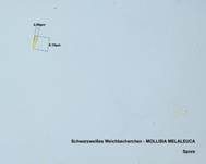 Schwarzweißes Weichbecherchen, Foto 26