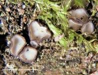 Schwarzweißes Weichbecherchen, Foto 5