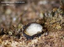 Schwarzweißes Weichbecherchen, Foto 6