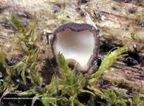 Schwarzweißes Weichbecherchen, Foto 10