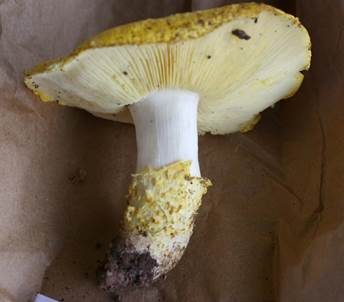 Schwefelgelber Schuppenritterling, Foto 2