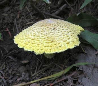 Schwefelgelber Schuppenritterling, Foto 3