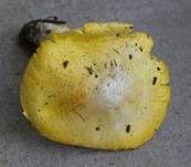 Schwefelgelber Schuppenritterling, Foto 6