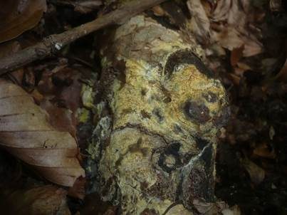 Schwefelgelber Wachsrindenpilz, Foto 3