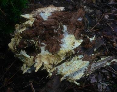 Schwefelgelber Wachsrindenpilz, Foto 4
