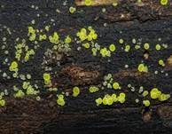 Schwefelgelbes Kernpilz-Becherchen, Foto 8