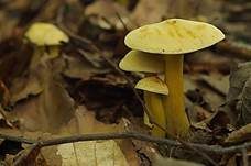 Schwefelritterling, Foto 12