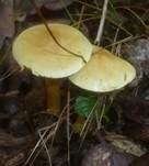 Schwefelritterling, Foto 16