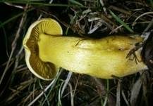 Schwefelritterling, Foto 21