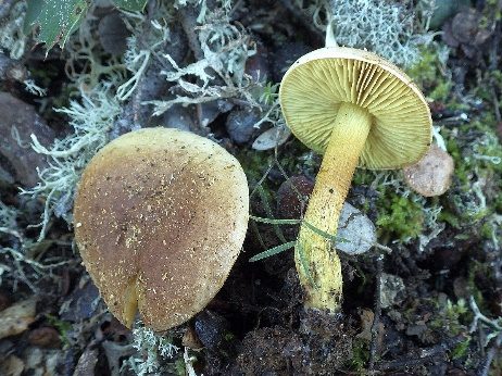 Schwefelritterling, Foto 4
