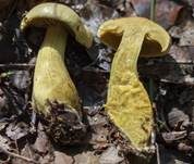 Schwefelritterling, Foto 41