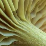Schwefelritterling, Foto 42