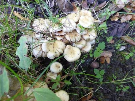 Schwefelschüppling, Foto 2