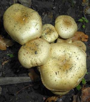 Schwefelschüppling, Foto 3