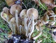 Schwefelschüppling, Foto 13