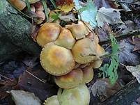Schwefelschüppling, Foto 18