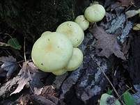 Schwefelschüppling, Foto 20