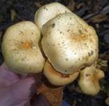 Schwefelschüppling, Foto 25